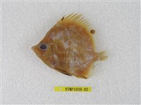 藏品(尖嘴蝴蝶魚)的圖片